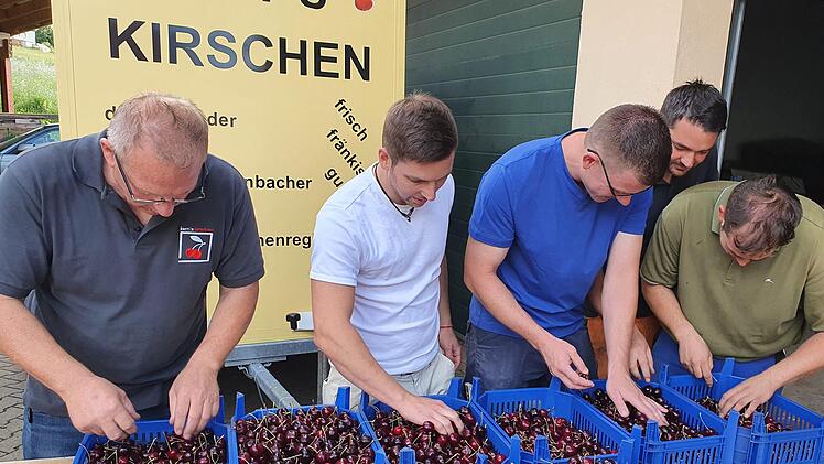 Obstbauern beim Kirschensortieren Foto: Carmen Schwind