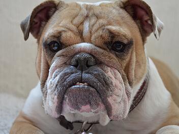 Englische Bulldogge, Hund