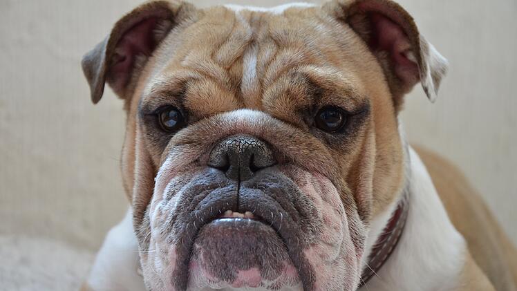 Englische Bulldogge, Hund
