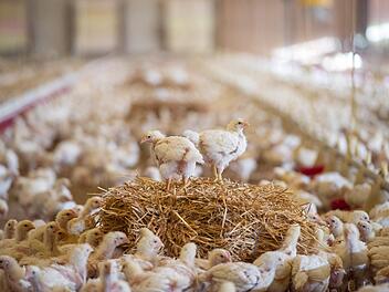 Neue Machinen, die schon vor dem Schl&uuml;fen des K&uuml;kens das Geschlecht bestimmen k&ouml;nnen, sollen eingesetzt werden, um das massenhafte T&ouml;ten der m&auml;nnlichen K&uuml;ken gleich nach der Geburt verhindern zu k&ouml;nnen. Foto: Marc M&uuml;ller/dpa