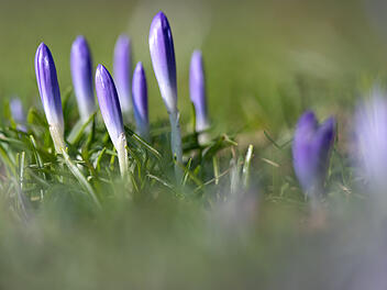 Wetter in Deutschland: Frühlingseinbruch statt arktischem Winter