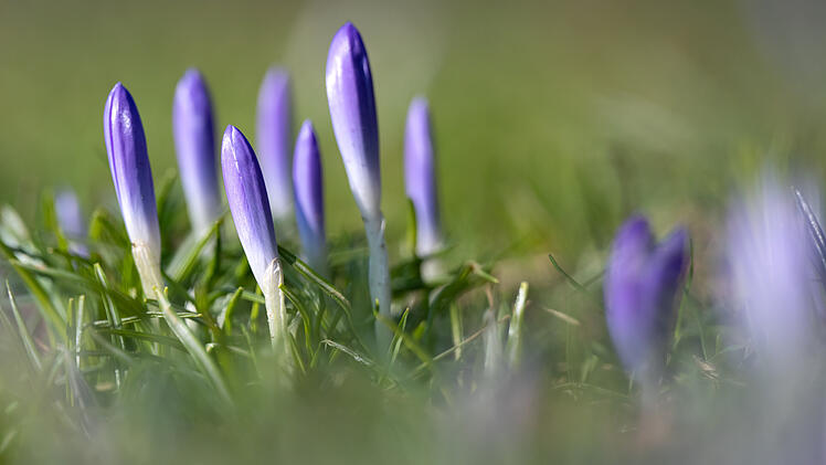 Wetter in Deutschland: Frühlingseinbruch statt arktischem Winter