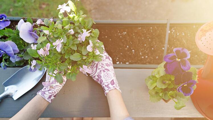 Mit den geeigneten Pflanzen k&ouml;nnen Hobbyg&auml;rtner ihren Balkon in ein kleines Gartenparadies verwandeln.  Foto: Getty Images