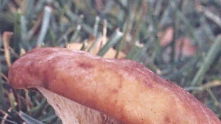 Diesen Kräuterseitling hatte ein Adelsdorfer Pilzfreund dem Biologen Hans Krautblatter gebracht.