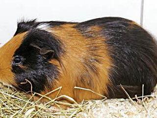 Unter anderem ist diese Meerschweinchen abzugeben.  Foto: Tierheim