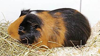 Unter anderem ist diese Meerschweinchen abzugeben.  Foto: Tierheim