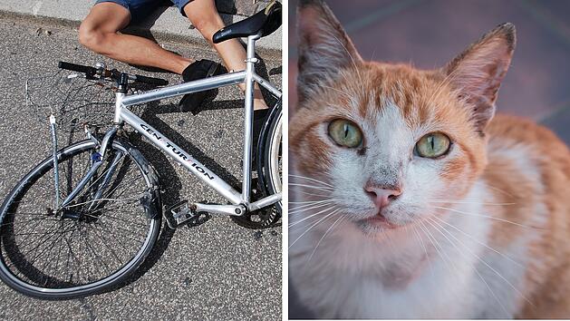 Fahrradfahrer (31) wegen Katze im Kreis Roth mittelschwer verletzt