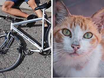 Fahrradfahrer (31) wegen Katze im Kreis Roth mittelschwer verletzt