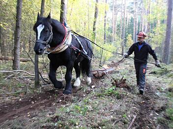 Mit einem Rückepferd von Helmut Memmert aus Marloffstein werden im Markwald bei Hemhofen Baumstämme aus dem Unterholz gezogen. Schonender als mit Maschinen, dafür auch etwas gemächlicher. Foto: Christian Bauriedel