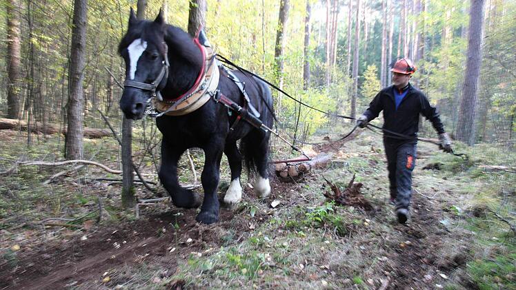 Mit einem Rückepferd von Helmut Memmert aus Marloffstein werden im Markwald bei Hemhofen Baumstämme aus dem Unterholz gezogen. Schonender als mit Maschinen, dafür auch etwas gemächlicher. Foto: Christian Bauriedel