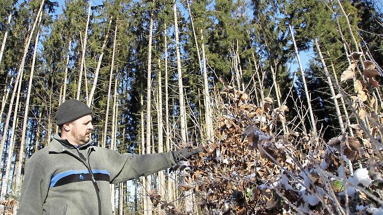 Im Hintergrund stehen die Fichten nah beieinander und ihre Stämme sind sehr dünn. Im Vordergrund wurden bereits Baumarten wie die Buche gepflanzt. Sie kommen mit dem Klimawandel besser zurecht als die Fichte.  Fotos: Sarah Stieranka