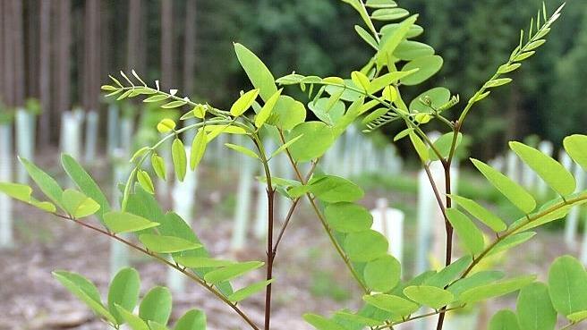 Junge Schiffsmastrobinien mit Schutzhülle im Wald von Holger Truckenbrodt.