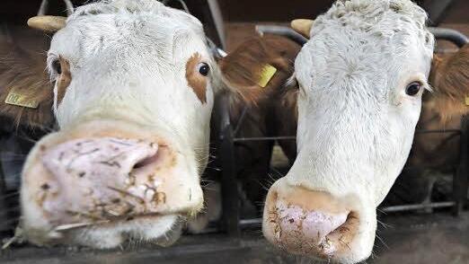 Die Zahl der Rinder in Oberfranken nimmt zu, nicht aber die der Betriebe.  Foto: Andreas Gebert/dpa