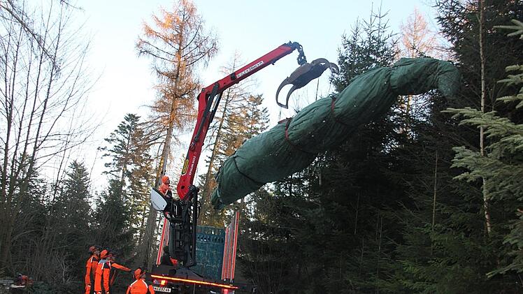 Der gefällte Pressiger Baum wird verladen.Veronika Schadeck