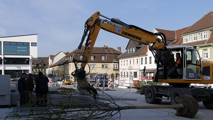 Bis zu 200 Jahre kann die Silberlinde alt werden und eine  Höhe von 20 bis 25 Metern erreichen. Ihre kegelförmige Krone wird eine  Breite von 12 bis 18 Metern erreichen. "Das werden echte Hingucker in  Neustadts guter Stube",, ist Richard Peschel sicher.               Foto: Manja von Nida