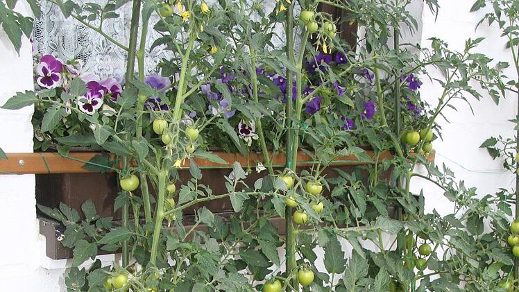 Peter Griesbach hat unter dem Hausvorsprung ein Tomatenparadies geschaffen. Foto: Sonny Adam