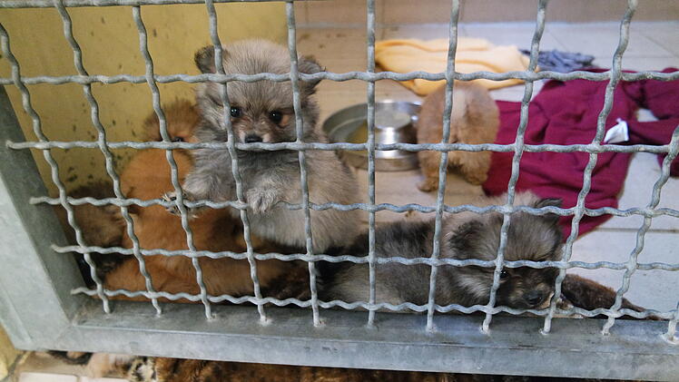 Tierheim Nürnberg: 99 Hunde aus illegalem Transport "endlich freigegeben" - nach fast zwei Jahren
