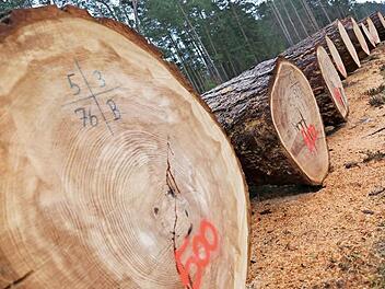 Losweise sind die Stämme auf dem Holzlagerplatz bei Strullendorf aufgelegt und können besichtigt werden. Foto: Matthias Hoch