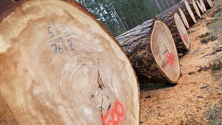 Losweise sind die Stämme auf dem Holzlagerplatz bei Strullendorf aufgelegt und können besichtigt werden. Foto: Matthias Hoch