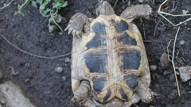Eine m&auml;nnliche Schildkr&ouml;te erkennt man an dem langen Schwanz. Foto: Christine Schneider-Knapp