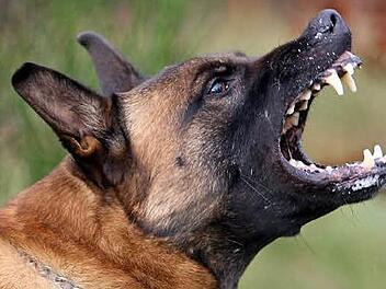 Der Schäferhund des 36-Jährigen griff den 55-Jährigen an und biss ihn ins Schienbein.