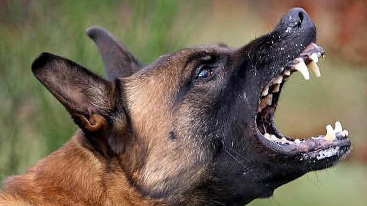 Der Schäferhund des 36-Jährigen griff den 55-Jährigen an und biss ihn ins Schienbein.