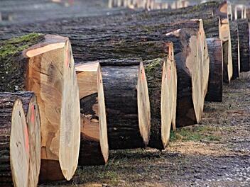 Wuchtige Eichenstämme werden auch in Zukunft ein wichtiger Ertragsfaktor des Stadtwaldes von Ebern sein. Foto: Archiv/Helmut Wil