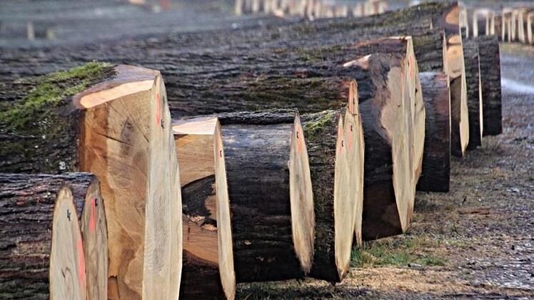 Wuchtige Eichenstämme werden auch in Zukunft ein wichtiger Ertragsfaktor des Stadtwaldes von Ebern sein. Foto: Archiv/Helmut Wil