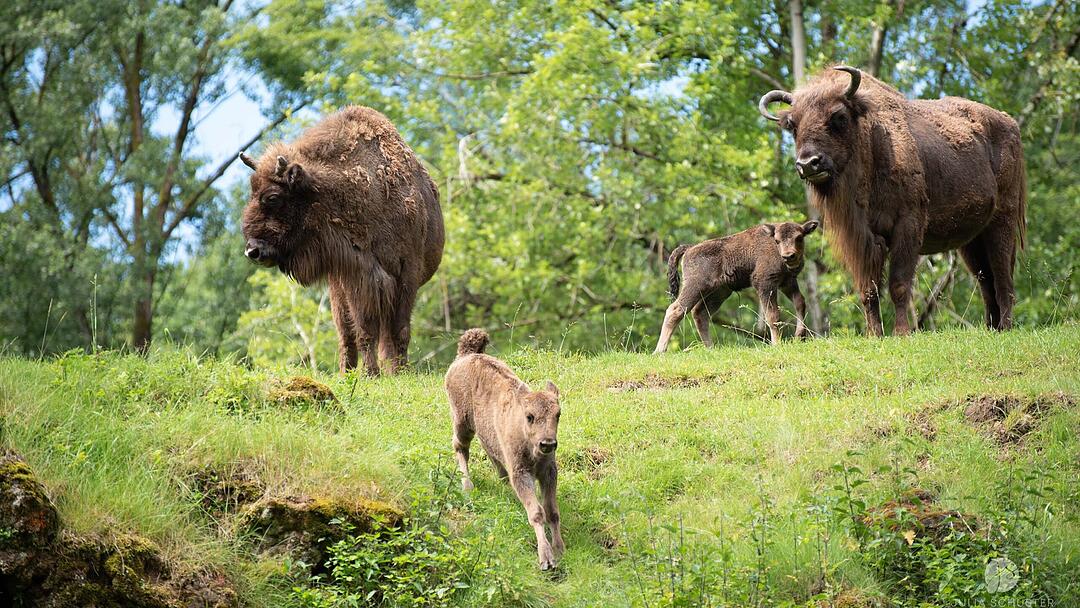 Wildpark Hundshaupten