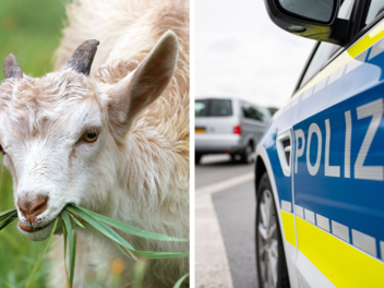 Mainaschaff: Unbekannter in Ziegenstall In Unterfranken sorgte am Freitag (2. September 2022) für die kurzfristige Sperrung der Autobahn A70. "Mathilde", wie die Polizei eine Ziege tauften, rannte über die Autobahn.