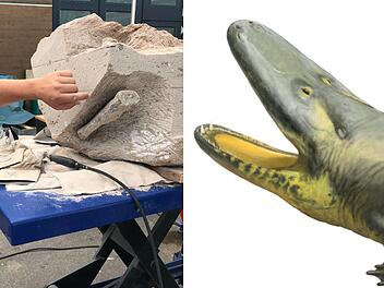 Sensationsfund aus dem Steigerwald wird pr&auml;pariert: gr&ouml;&szlig;ter bekannter Urzeitlurch in Bayern