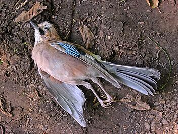 Toter Eichelhäher (Garrulus glandarius) auf Waldweg
