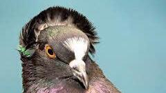 Eine preisgekrönte "Süddeutsche Weisschwanz schwarz" Taube von Rainer Wilm. Foto: Peter Rauch