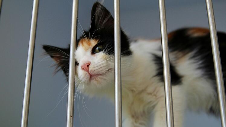 Katze im Tierheim im Käfig hinter Gittern