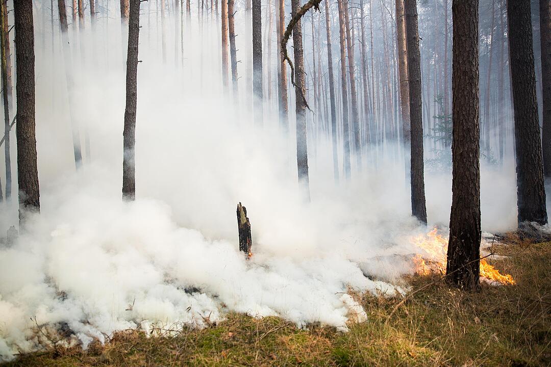 Waldbrand nahe der A9: 90 Hektar stehen in Flammen