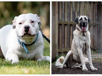 Tierheim Nürnberg: Deshalb lohnt es sich, einem Tierheim-Hund eine Chance zu geben Tierheim Nürnberg: Deshalb lohnt es sich, einem Tierheim-Hund eine Chance zu geben