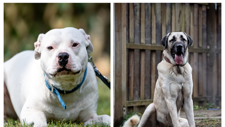 Tierheim Nürnberg: Deshalb lohnt es sich, einem Tierheim-Hund eine Chance zu geben