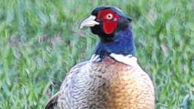 Frühstück:    Dettelbacher Postbotenschreck