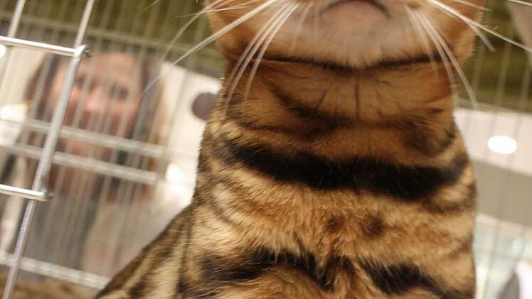 Die Bengal-Katze - namens Passepartout - von Julia Krykon fällt durch ihre Zeichnung auf. "Die Bengal sind offen, freundlich, verspielt, zugänglich und gelehrig", schwärt ihre Besitzerin auf diese schöne Rasse.