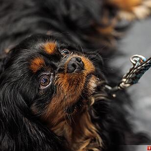 Casting für kleine Hunde am Landestheater Coburg