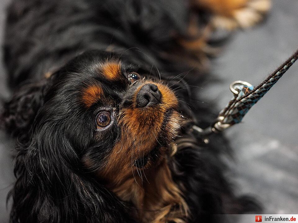 Casting für kleine Hunde am Landestheater Coburg