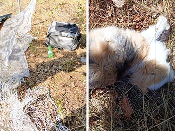 H&ouml;rstein: Acht tote Haustiere auf Gel&auml;nde gefunden - Entsetzen gro&szlig;