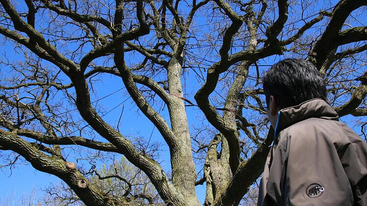 Fachberater Dieter Büttner betreut die 82 Naturdenkmäler im Landkreis Bad Kissingen. Foto: Ralf Ruppert