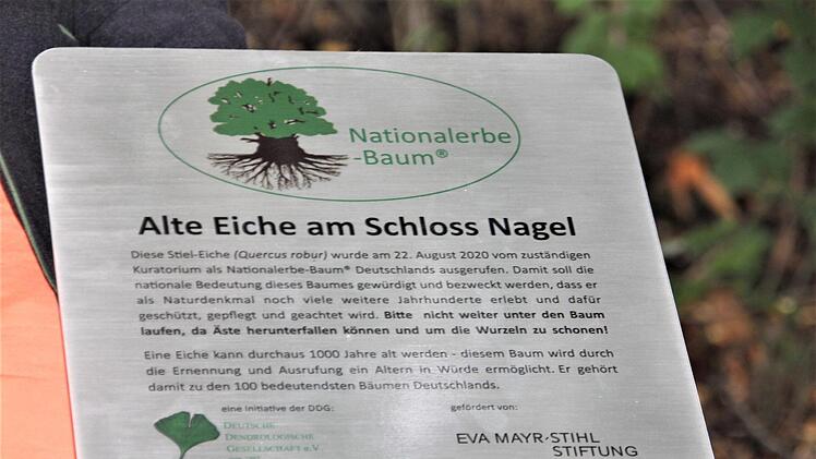 Die Infotafel zur Ausrufung als "Nationalerbe-Baum". Foto: Veronika Schadeck
