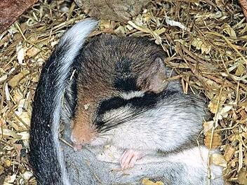 Ein Gartenschl&auml;fer im Winterschlaf Foto: Pr&ouml;hl, fokus-natur.de