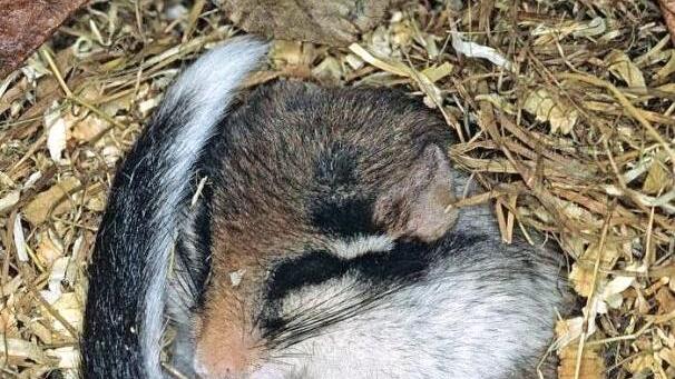 Ein Gartenschl&auml;fer im Winterschlaf Foto: Pr&ouml;hl, fokus-natur.de