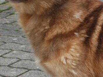 Cody ist lieb und sportlich