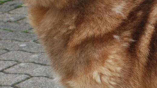 Cody ist lieb und sportlich