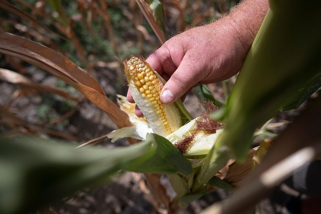 Trockenheit in der Landwirtschaft