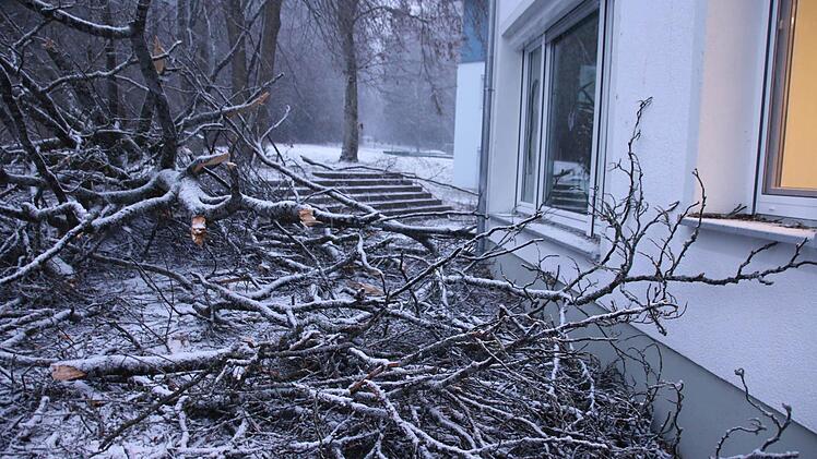 Umgestürzte Buche am Heiligenhof in Bad Kissingen. Foto: Paul Ziegler